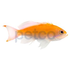 Tricolor Anthias