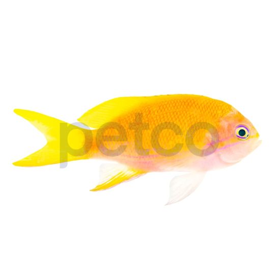 4725906-center-1.jpg 4725906-center-1.jpg