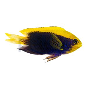Starcki Damselfish
