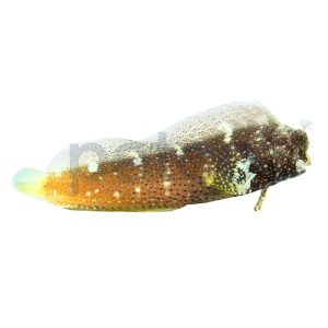 Starry Blenny