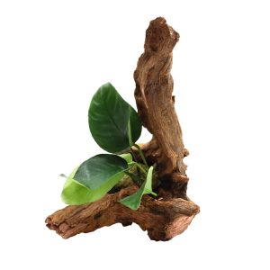 Imagitarium Anubias on Driftwood