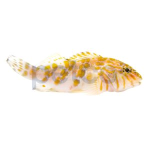 Giant Hawkfish