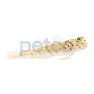 Pink Spotted Watchman Goby