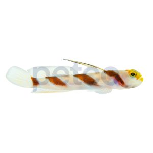 Red Banded Hi Fin Goby