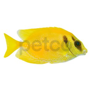 Blue Spotted Spinefoot Rabbitfish