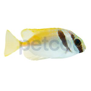 Barhead Spinefoot Rabbitfish
