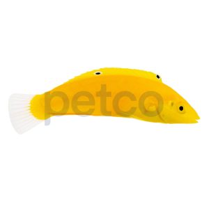 Yellow Chyrsus Wrasse