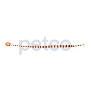 Banded Pipefish