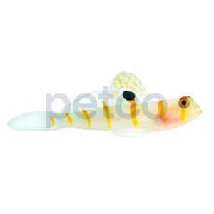 Randall's Prawn Goby