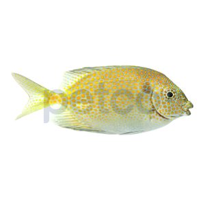 Gold Spotted Spinefoot Rabbitfish