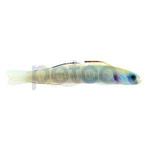 Chinese Zebra Bar Goby