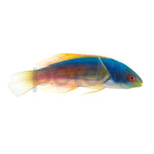 Scott's Greenback Fairy Wrasse