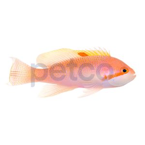 Male Stocky Anthias