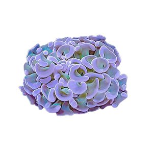 ORA Hammer Coral