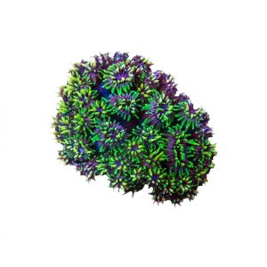 ORA Galaxea Coral