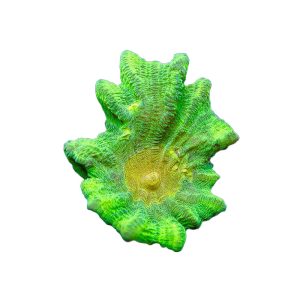 ORA Space Invader Pectinia Coral