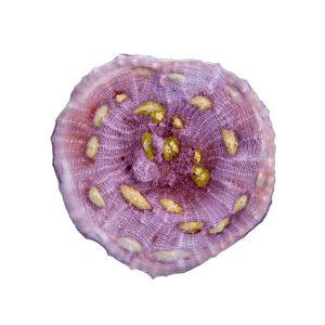 ORA Easter Egg Chalice Coral