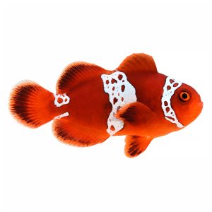 ORA Lightning Maroon Clownfish