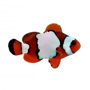 ORA LuxLightning Maroon Clownfish