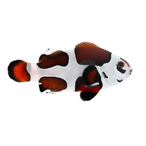 ORA Mocha Storm Clownfish