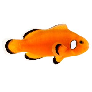 ORA Naked with Dots Ocellaris Clownfish