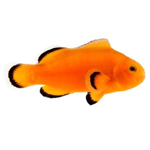 ORA Naked Ocellaris Clownfish