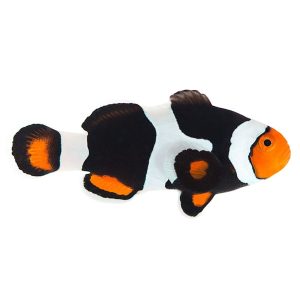 ORA Onyx Clownfish