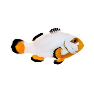 ORA Platinum Clownfish