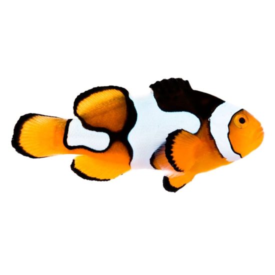 4797731-center-1.jpg