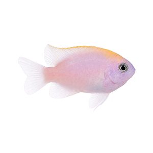 ORA Pink Smith Damselfish