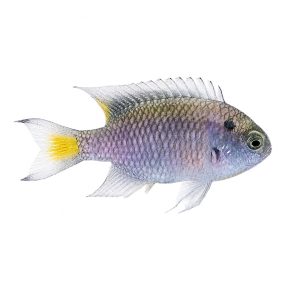 ORA Regal Damselfish