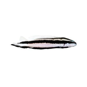 ORA Striped Dottyback