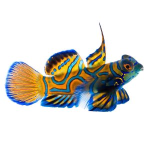 ORA Blue Mandarin Dragonet