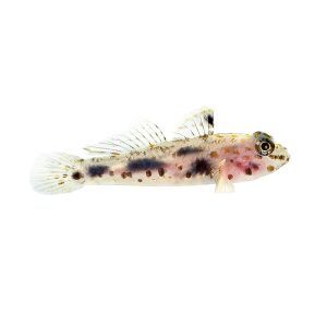 ORA Transparent Cave Goby