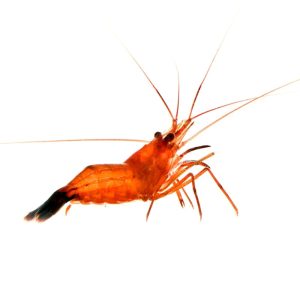 ORA Peppermint Shrimp