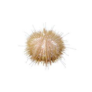 ORA Pincushion Urchin