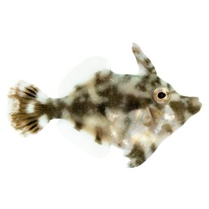 ORA Aiptasia Eating Filefish