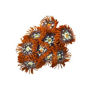 ORA Orange Zoanthid