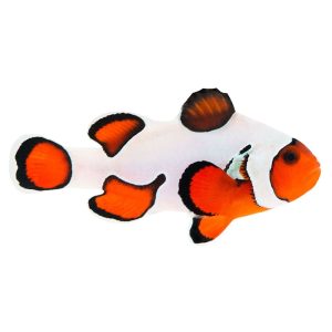 ORA Premium Gladiator Clownfish