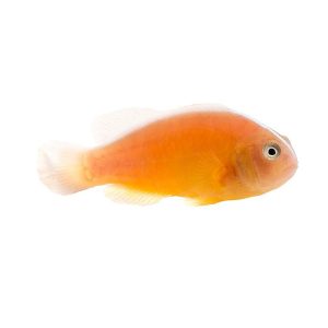 ORA Orange Skunk Clownfish