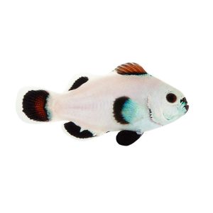 ORA Snow Storm Clownfish