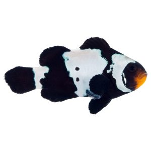 ORA Premium Black Snowflake Clownfish