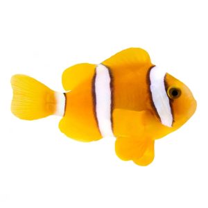 ORA Clarks Clownfish