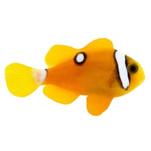 ORA Deluxe Clarks Clownfish