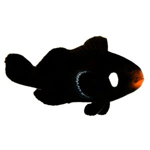 ORA Domino Clownfish