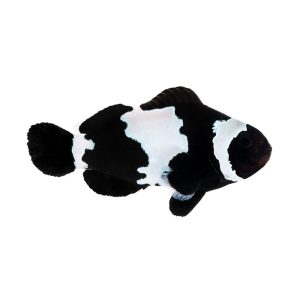ORA Black Snowflake Clownfish