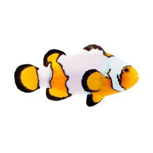 ORA Premium Snowflake Clownfish
