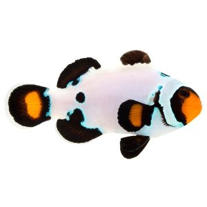 ORA Frostbite Clownfish