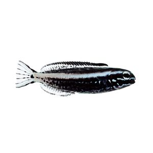 ORA Kamohora Blenny