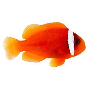 ORA Tomato Clownfish